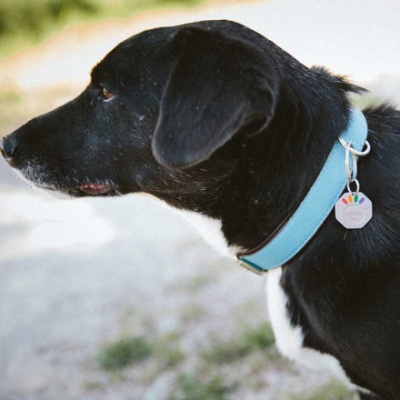 pets_d