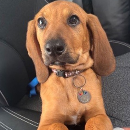 portos_pets